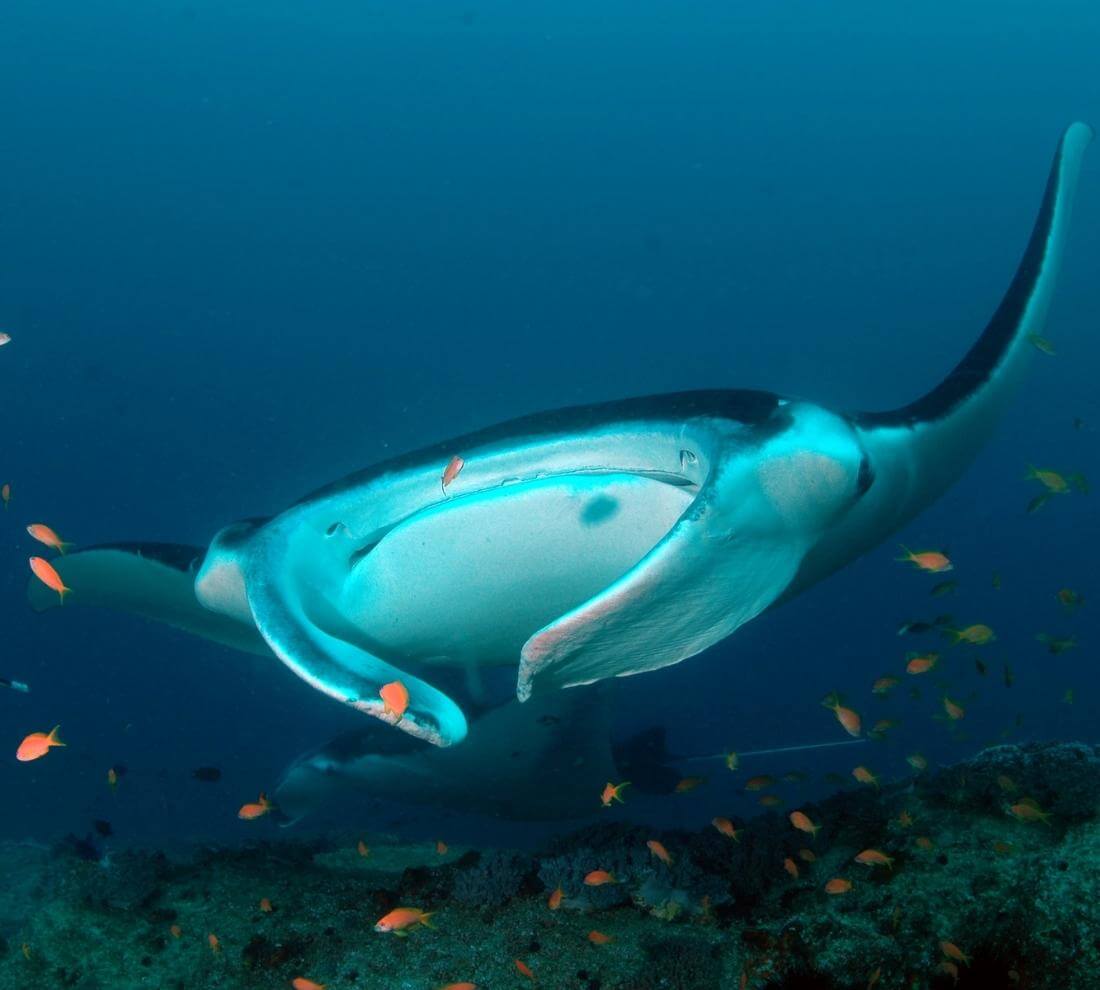 12 Day White Shark Whale Shark And Manta Scuba Mozambique 12 Day White Shark Whale Shark And Manta Scuba Mozambique
