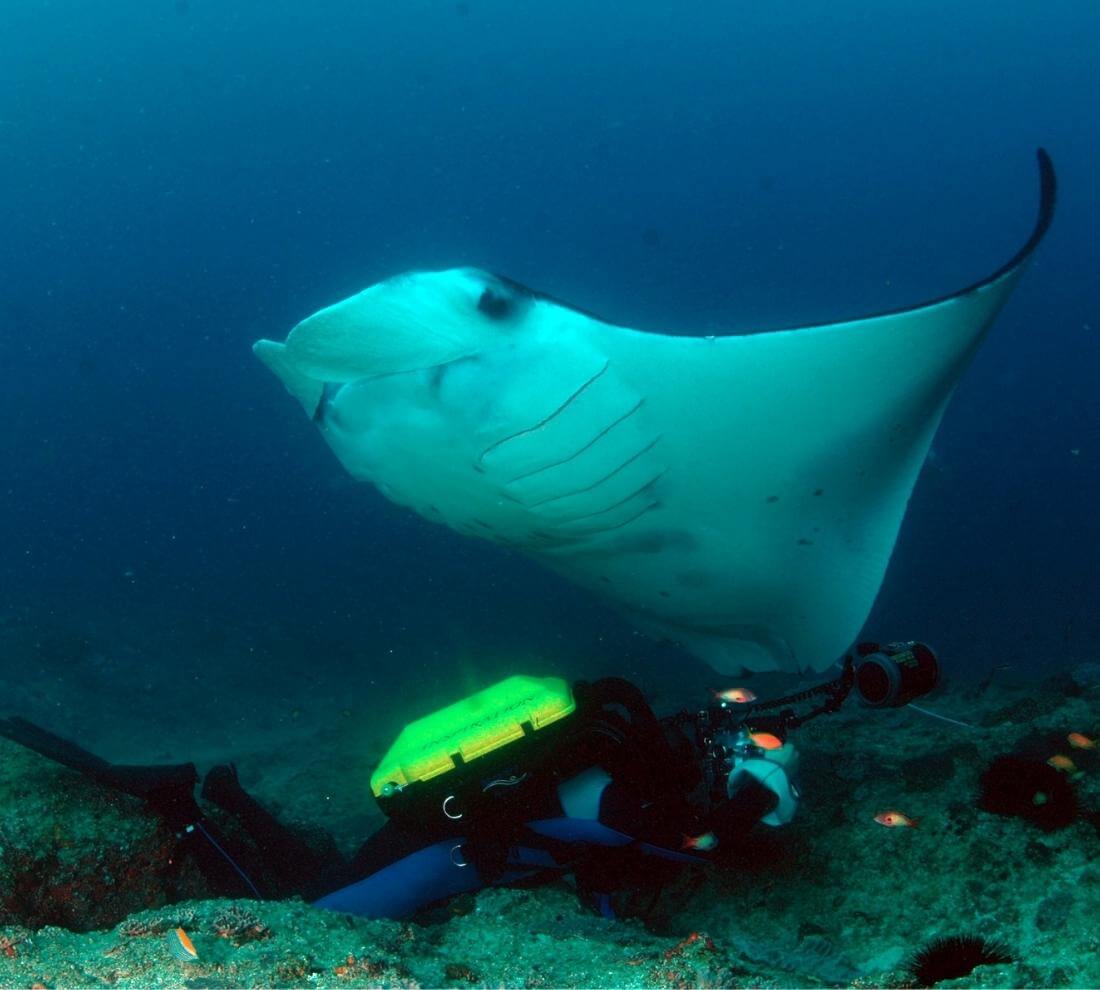 Tofo Diving Holiday 10 Days Whale Sharks And Manta Rays Scuba Moz Tofo Diving Holiday 10 Days Whale Sharks And Manta Rays Scuba Moz