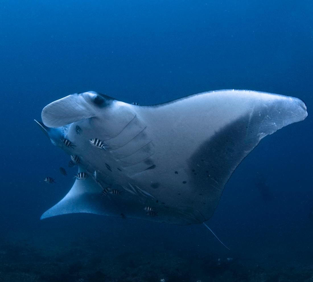 Manta Ray Diving Mozambique Manta Reef Scuba Mozambique Manta Ray Diving Mozambique Manta Reef Scuba Mozambique