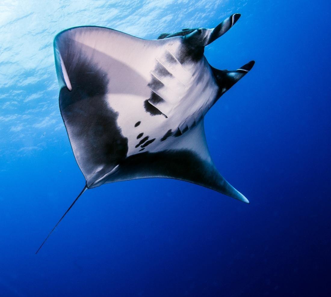Manta Ray Diving Mozambique Manta Reef Scuba Mozambique Manta Ray Diving Mozambique Manta Reef Scuba Mozambique